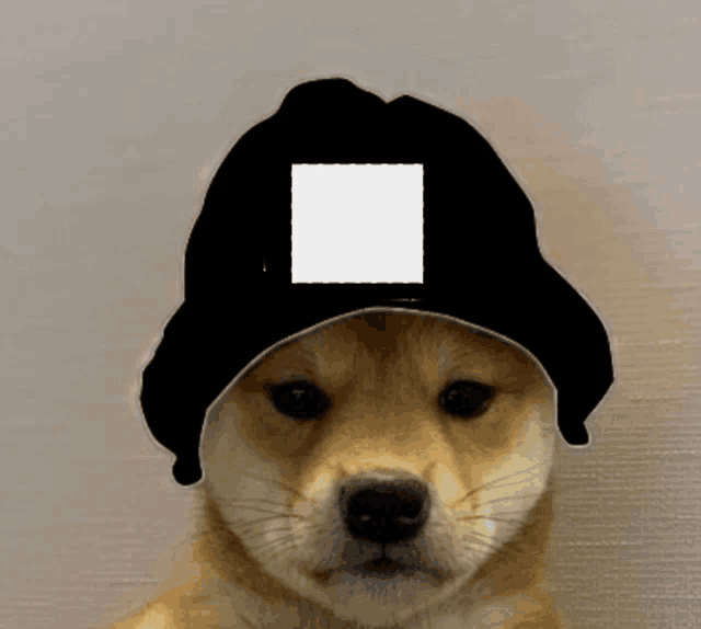 a dog wearing a black hat with a white square on the front