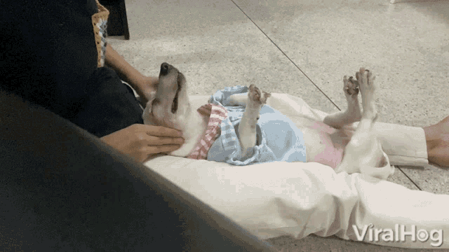 Massage Viralhog GIF - Massage Viralhog Dog GIFs
