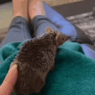 a person is holding a hedgehog on their lap .