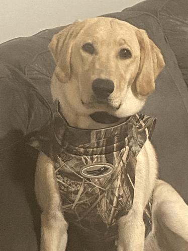 a dog is wearing a camo vest with a duck on it