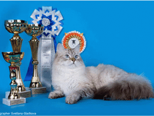 Buy Siberian Cats Siberian Cat Breeders Dmv GIF - Buy Siberian Cats Siberian Cat Breeders Dmv GIFs