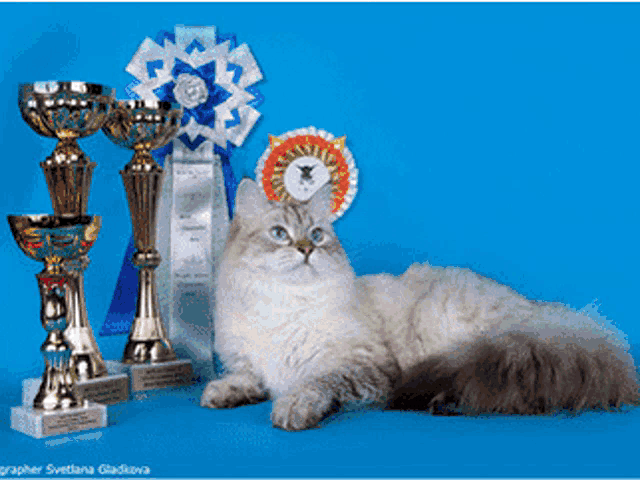 a cat is laying on a blue surface with trophies and ribbons