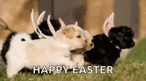 a group of puppies wearing bunny ears and antlers are laying on the grass .
