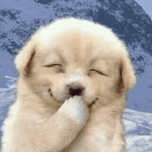a small puppy is smiling with its eyes closed and covering its face with its paw .