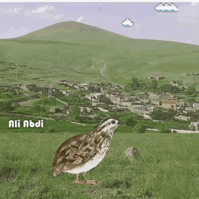 a quail is standing in a grassy field with a mountain in the background and the name ali abdi on the bottom