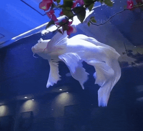 a white fish is swimming in a tank with red flowers