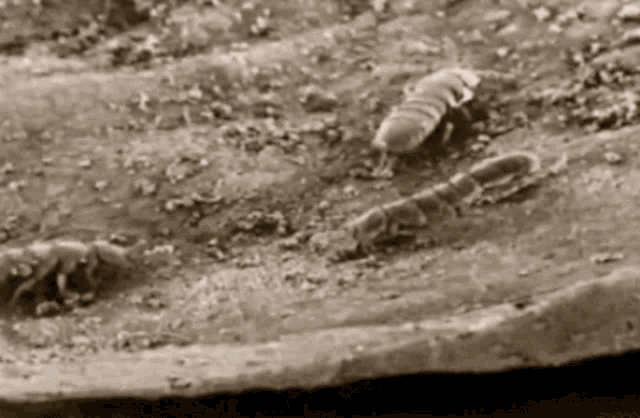 Bed Mite Microscopic Photograhy GIF - Bed Mite Microscopic Photograhy Electron Microscope GIFs