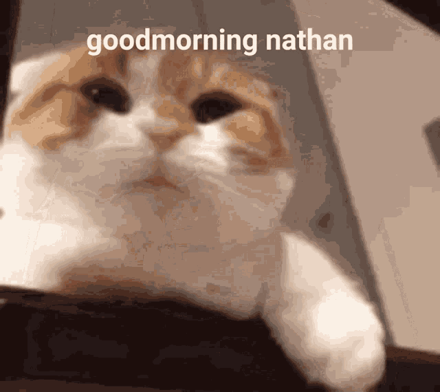 Good Morning Good Morning Nathan GIF - Good Morning Good Morning Nathan Nathan GIFs