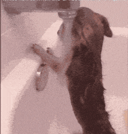 a dog drinking water from a faucet in a bath tub