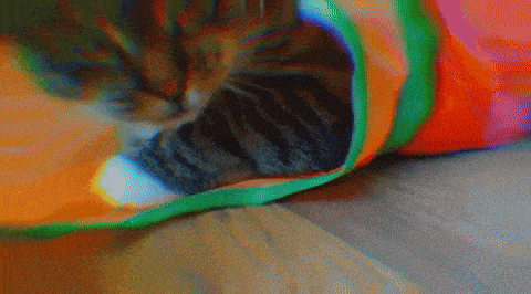 864mcs Cat Cats GIF - 864mcs Cat Cats Trippy GIFs