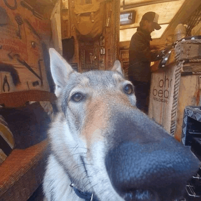 a close up of a dog 's nose in front of a sign that says john bean