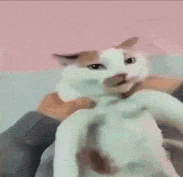 a person is holding a white cat in their arms .