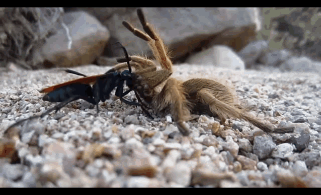 Creepy Crawlies Wasp GIF - Creepy Crawlies Wasp Terrifying GIFs
