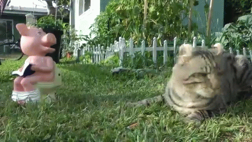 Who...Are You? GIF - Cat Pig Disdain GIFs