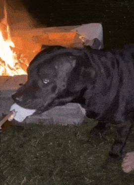 a black dog is eating a marshmallow near a fire pit .