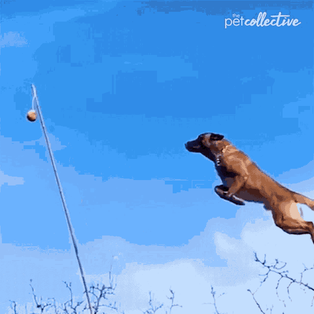 Flying Dog Soar GIF - Flying Dog Soar Floating GIFs