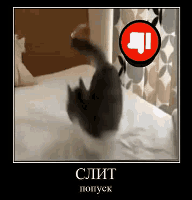 a cat is standing on its hind legs on a bed with a thumbs down sign in the background .