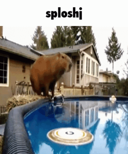 capybara-water.gif