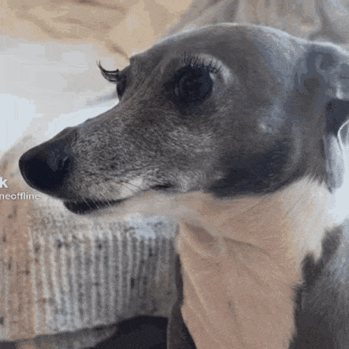 a close up of a dog 's face with the word neoffline on the bottom left