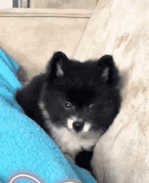 a black and white dog is laying on a couch