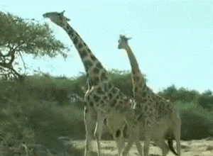 Giraffe Fighting GIF - Giraffe Fighting Wild GIFs