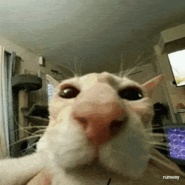 a close up of a cat 's face looking at the camera
