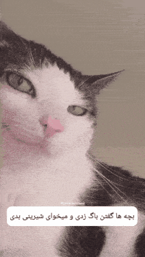 a black and white cat with a pink nose looks at the camera with a caption in arabic