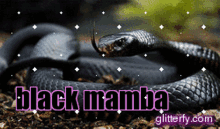 Black Mamba GIF - Black Mamba Snake GIFs