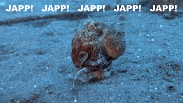 Squid Japp GIF - Squid Japp GIFs