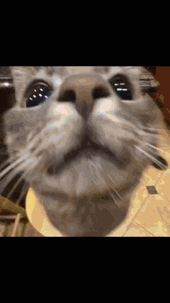 a close up of a cat 's face with a blurred background