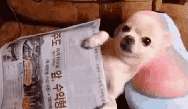 a small chihuahua dog is laying on a toilet reading a newspaper .