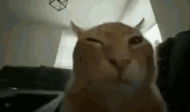 a close up of a cat looking at the camera with its eyes closed .