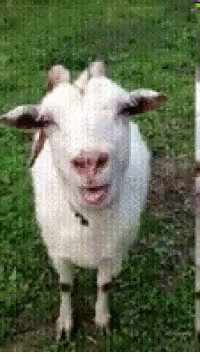 Tongue Out Goat GIF