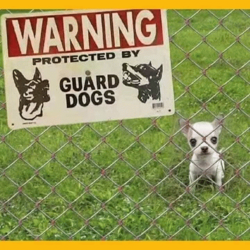 Dog Guard Dogs GIF - Dog Guard Dogs Dogs GIFs