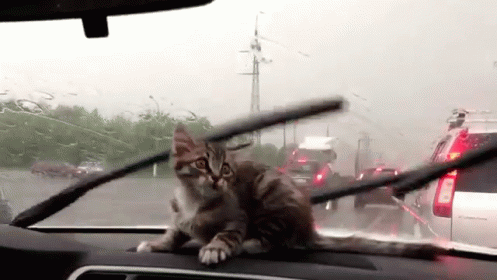 Repetitive Motions GIF - Cats Kittens Rain GIFs