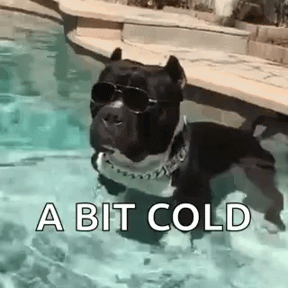 Dog Pool GIF - Dog Pool Sunglasses GIFs