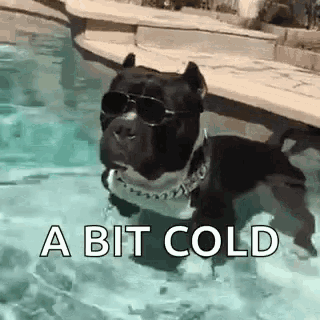 a dog wearing sunglasses is swimming in a pool with the words `` a bit cold '' below it .