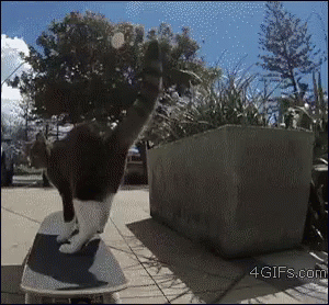 Snakeboarding Radical GIF - Snakeboarding Radical Cats GIFs
