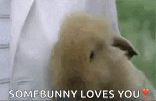 Somebunny Loves You Cute Bunny GIF - Somebunny Loves You Cute Bunny Amor GIFs
