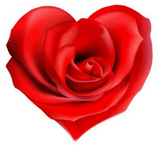 a red rose is shaped like a heart on a white background .