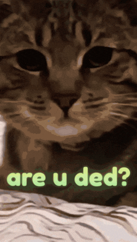 a picture of a cat with the words are u ded behind it