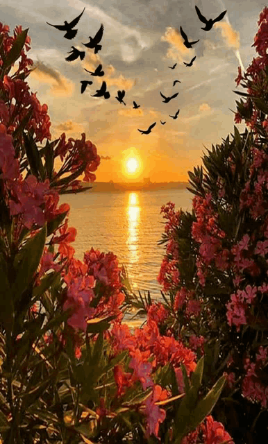 a sunset over a body of water with flowers in the foreground
