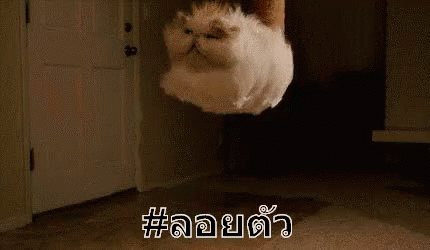 ลอยตัว ล่องลอย แมว GIF - Float Floating Cat GIFs