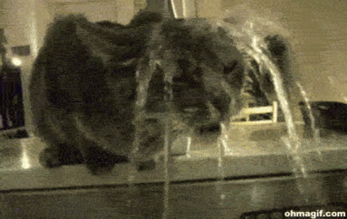 Cat Water GIF - Cat Water Drinking GIFs