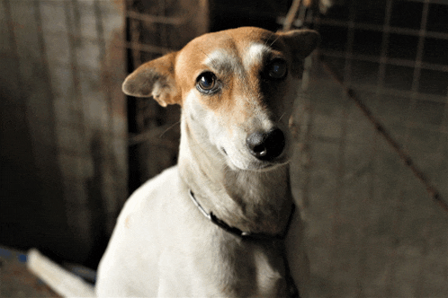 a brown and white dog with a black collar looking at the camera