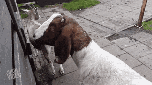 a brown and white goat licking another goat 's nose