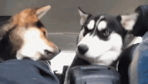 two dogs are sitting in the back seat of a car .