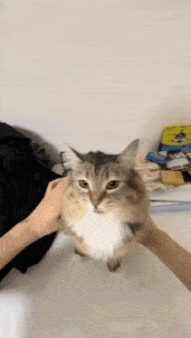 a cat is being petted by a person in front of a fridge