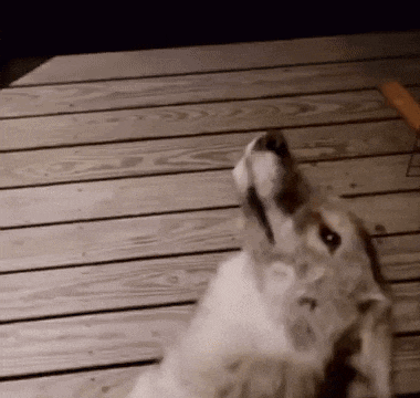 a dog is sitting on a wooden deck with its mouth open and looking up .