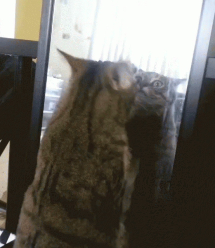 Cat Vs Mirror GIF - Cat Mirror Reflection GIFs